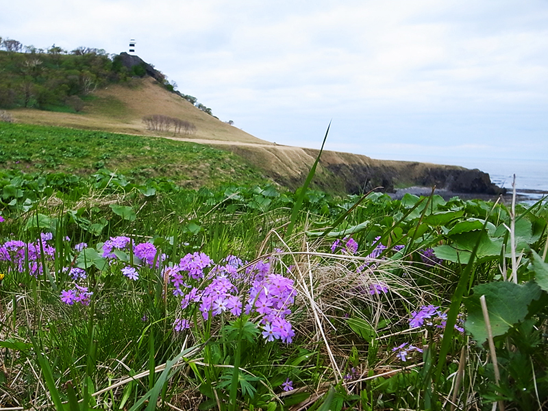 5月の知床岬の風景