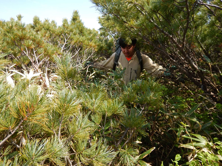 背丈を超える高山植物